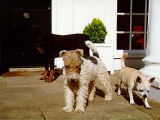 Some of Uri's faithful guard dogs.