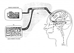 Fig. 1. Brain/Mind access to remote information.