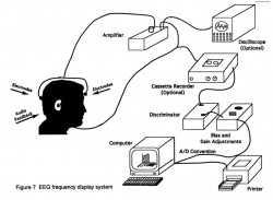 Fig. 7. EEG frequency display system.